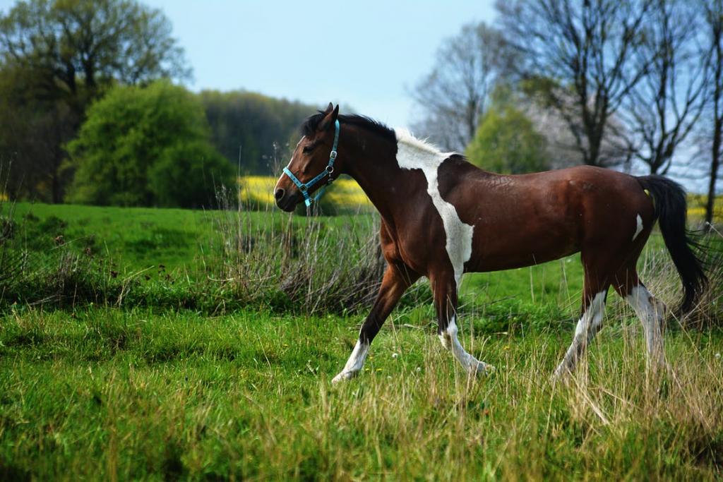 horse2