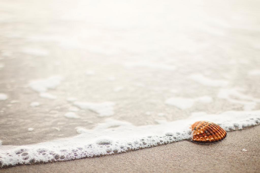 shell