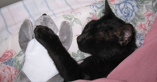 cat03