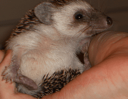African pigmy hedgehog being held (Wikimedia)