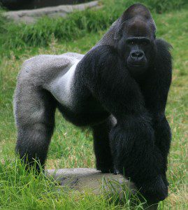 Male Gorilla by Brocken Inaglory (Own work) [CC BY-SA 3.0 (http://creativecommons.org/licenses/by-sa/3.0) or GFDL (http://www.gnu.org/copyleft/fdl.html)], via Wikimedia Commons