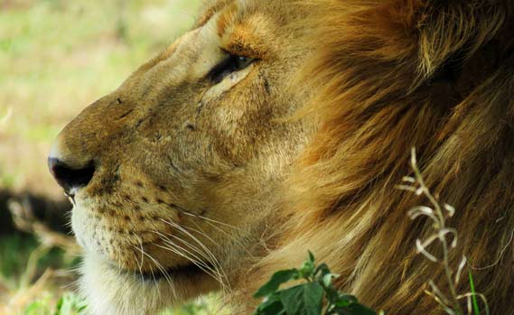 lion-profile-large