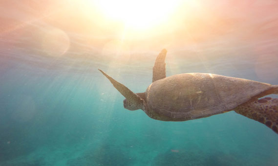 turtle-swim-large