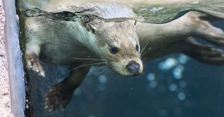 lesson-otter-water-patheos