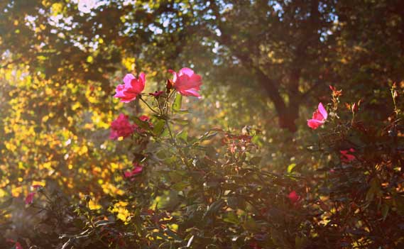 rose-garden-heaven-large