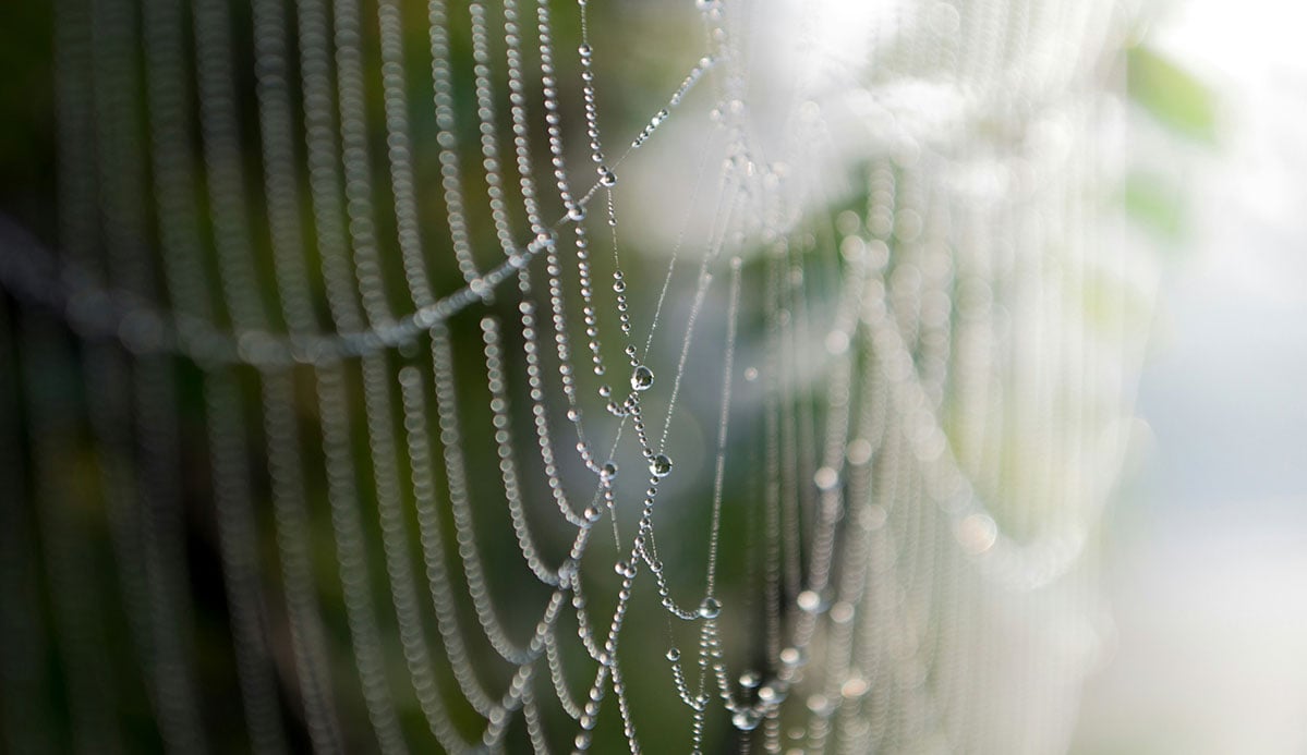 Will Even Spiders Be on the New Earth?