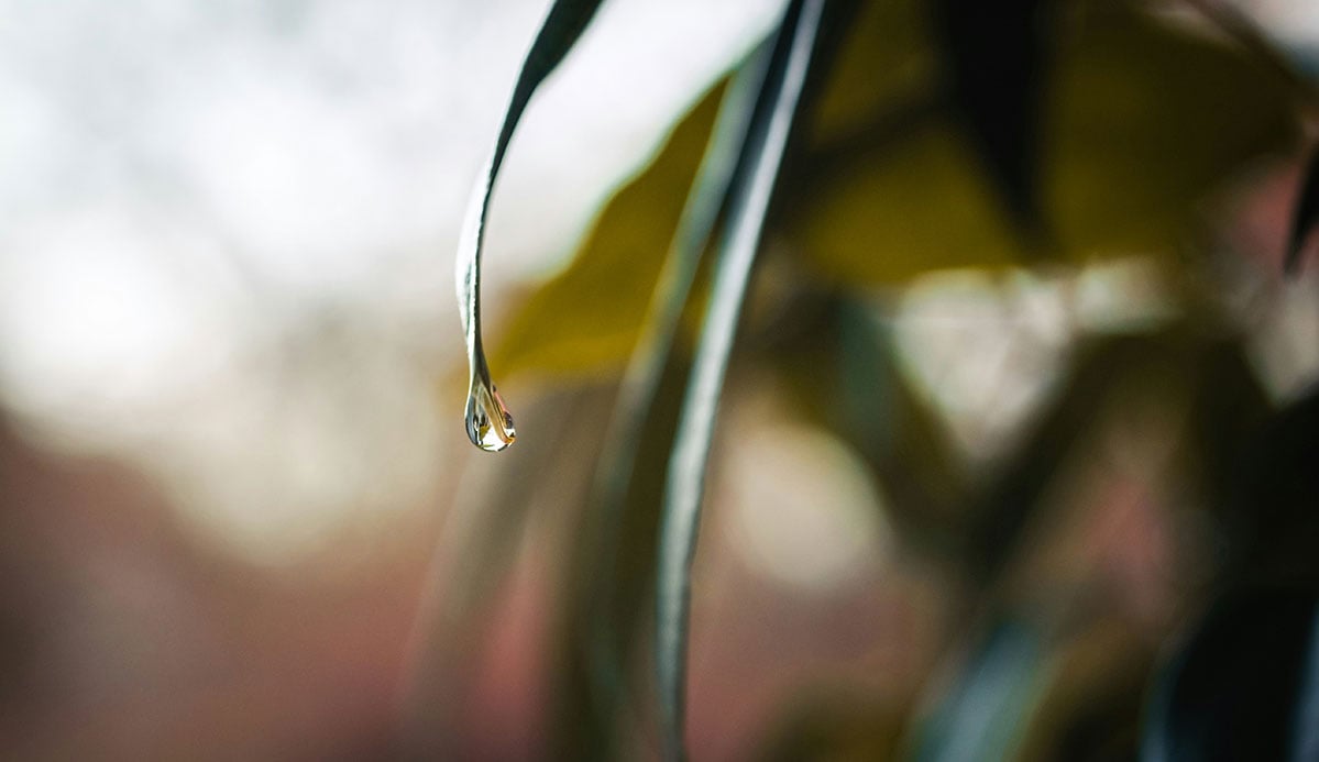 One Day, God Will Wipe away His People's Tears