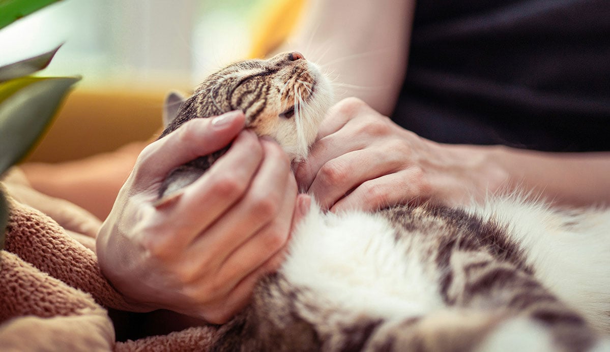 What about Pet Idolatry?
