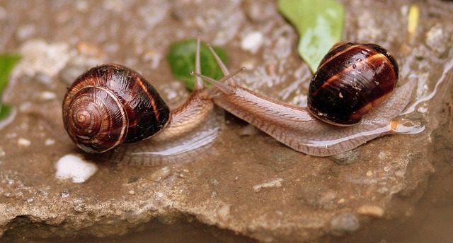 snails-1440455_640