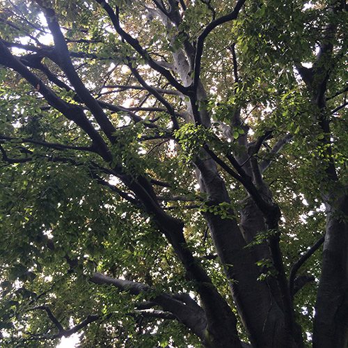 An old old tree in Providence