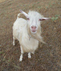 Image in public domain from Wikimedia Commons. I was instructed by someone who's more familiar with the Bible passage I mention here to use a picture of a goat for this post.