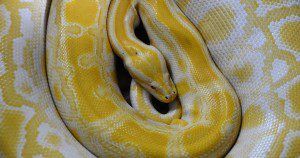 Snake photo from Pixabay. Picture in public domain.