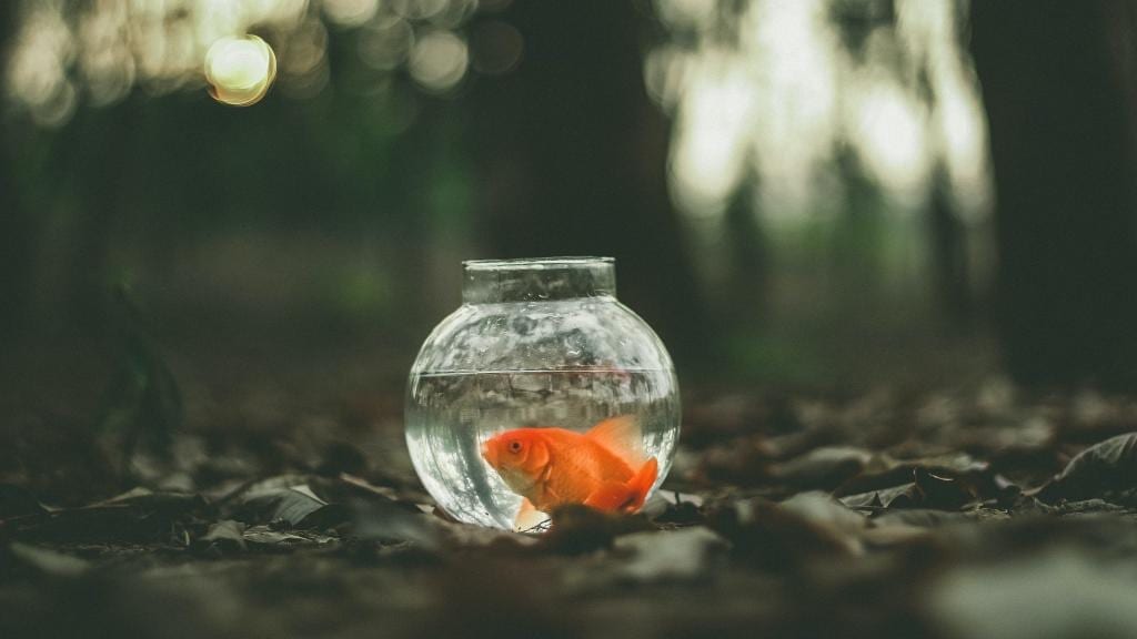 goldfish in a small bowl, in a forest