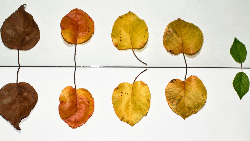 Image of different types of leaves.