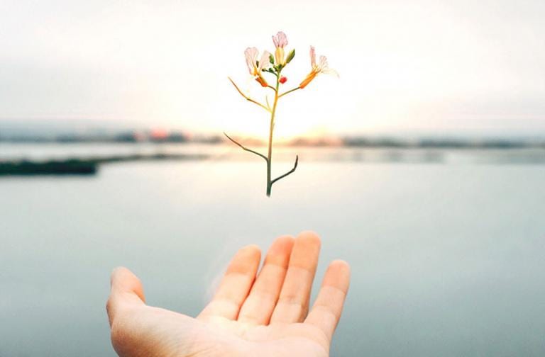 Flower hovering over hand