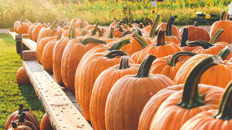 harvested pumpkins