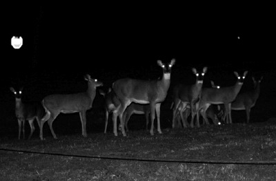 deerheads