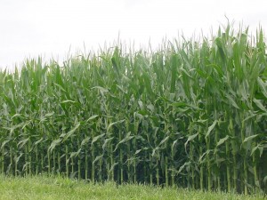 Corn_fields