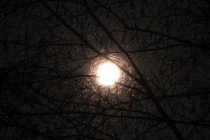 moon-through-branches-1170832_640