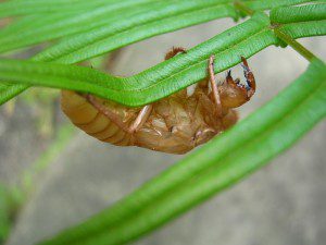 cicada-751937_640