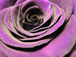 rose-bloom-384068_640