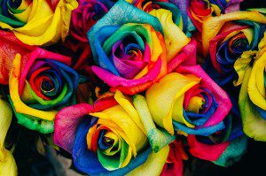 roses-828945_640