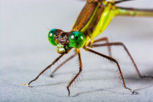 dragonfly-376883_1280