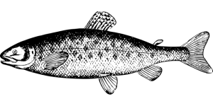 animal-1299068_640