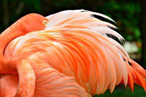 flamingo-1486428_640