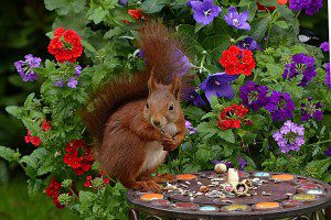squirrel-1517881_640