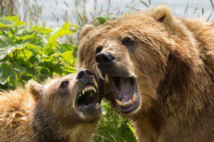 kodiak-brown-bears-1537323_640