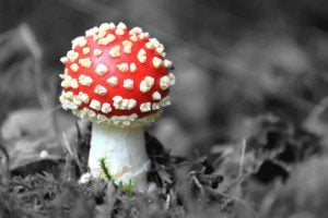 fly-agaric-578391_640