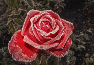 rose-1612360_640