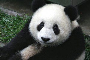 panda-649938_640