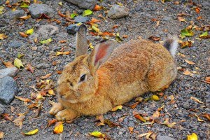 rabbit-1752878_640