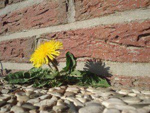 dandelion-16656_640