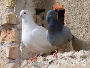 pigeons-1178919_640