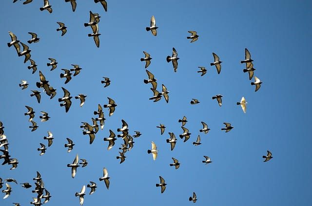 pigeons in flight