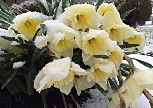 daffodils covered in snow
