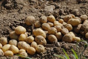 small white potatoes in the soil