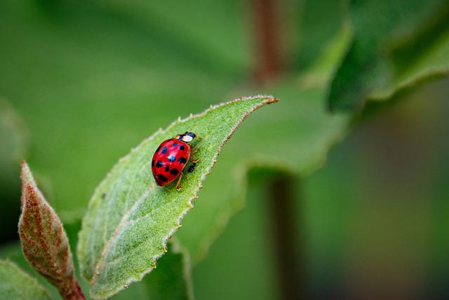 LADYBUG, LADYBUG, DON'T FLY AWAY! HOW TO RELEASE GARDEN LADIES