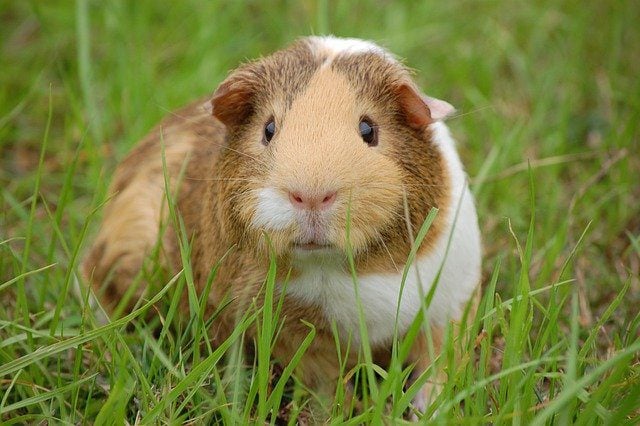 Guinea pig hot sale sexuality