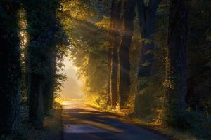 a road through a forest