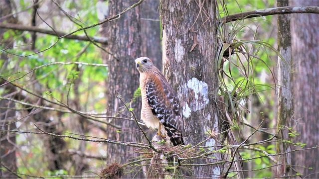 a red-shouldered hawk perched in a tree