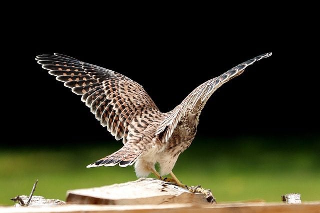 a hawk seen from behind