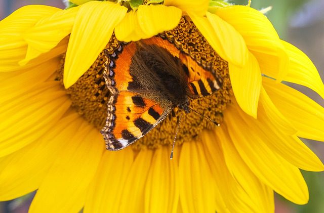 a sunflower with an orange butterfly