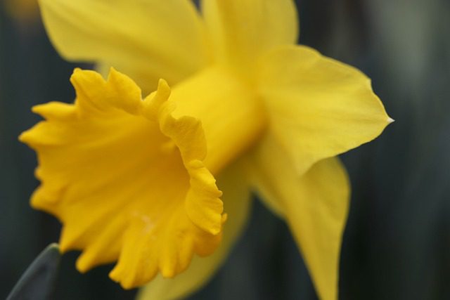 a daffodil