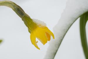 a daffodil bent over, covered in snow