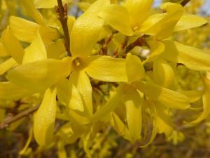 forsythia blossoms in springtime 