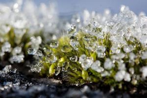 snow on moss